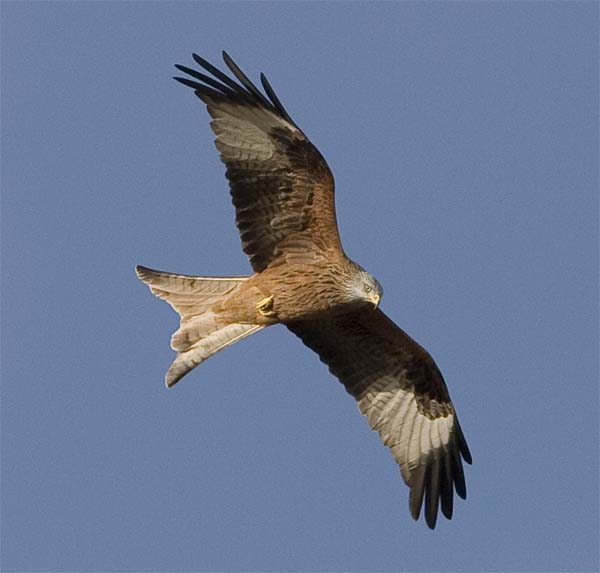 Red Kite