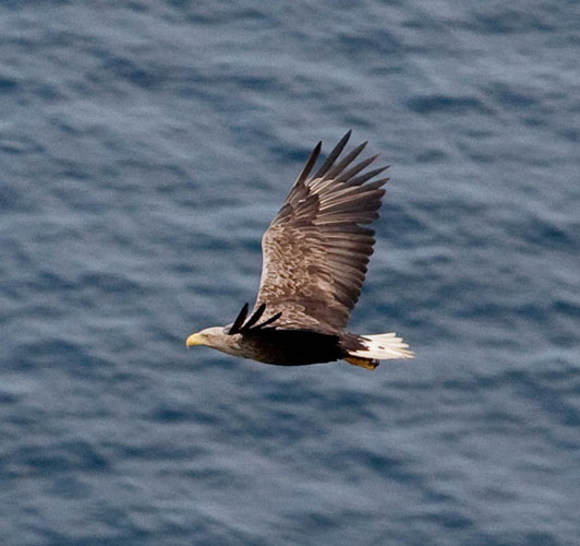 White-tailed Eagle